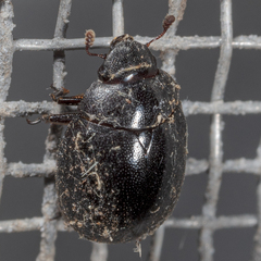 Nosodendron unicolor