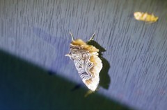 Lobogonodes complicata