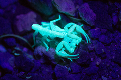 Smeringurus vachoni