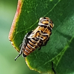 Eurymeloides punctata