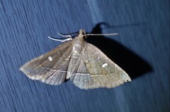 Cidariplura gladiata