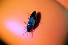 Synchroa melanotoides