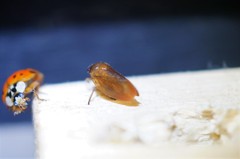 Eoscarta assimilis