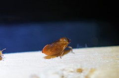 Eoscarta assimilis
