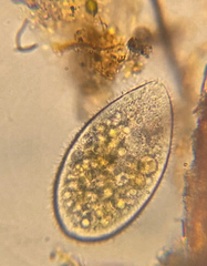 Ophryoglena