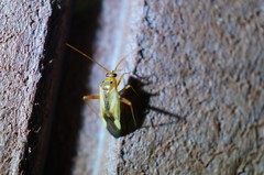 Adelphocoris suturalis