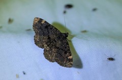Diomea cremata