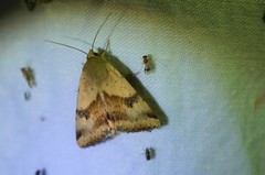Heliothis maritima
