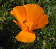 Eschscholzia californica californica