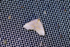 Gonepatica opalina