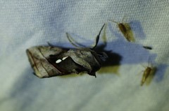 Macdunnoughia purissima
