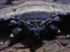 Anisoneura aluco