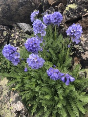 Polemonium confertum