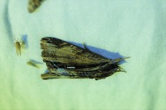 Ercheia niveostrigata