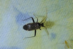 Adelphocoris triannulatus