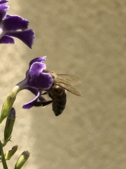 Apis mellifera