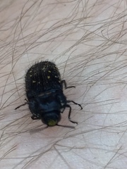 Acmaeoderini
