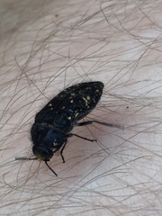 Acmaeoderini