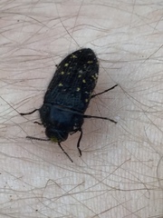 Acmaeoderini