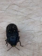 Acmaeoderini