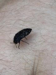 Acmaeoderini