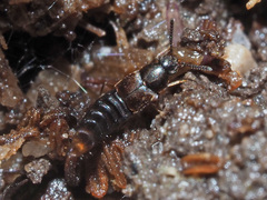 Oxypoda opaca