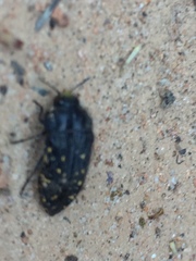 Acmaeoderini