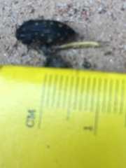 Acmaeoderini