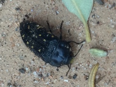 Acmaeoderini