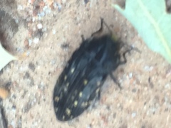 Acmaeoderini