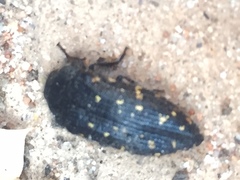 Acmaeoderini