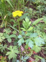 Pseudocymopterus
