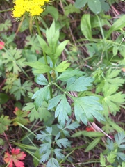 Pseudocymopterus