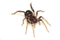 Disnyssus judidenchae