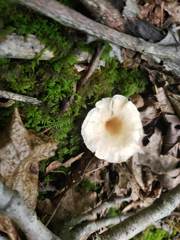 Clitocybe americana