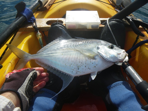 Longnose trevally (Carangoides chrysophrys) — Carangidae — 4