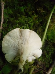 Clitocybe americana