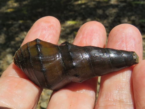 Shuti Pachychilus Glaphyrus 
