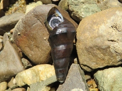 Pachychilus glaphyrus