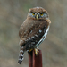 Northern Pygmy-Owl - Photo no rights reserved