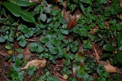 Dysopsis glechomoides