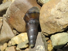 Pachychilus glaphyrus