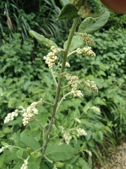 Artemisia anomala