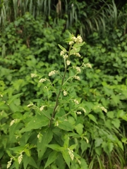 Artemisia anomala