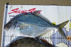 Platycaranx chrysophrys