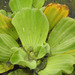photo of Water Lettuce (Pistia stratiotes)