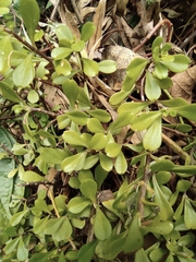 Sedum emarginatum