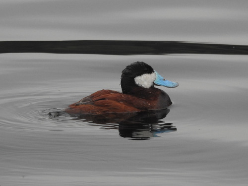 photo of Ruddy Duck (Oxyura jamaicensis)