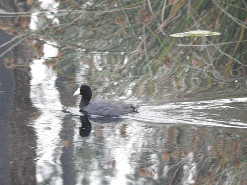 photo of American Coot (Fulica americana)