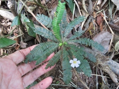 Biophytum dendroides